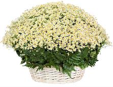 Цветочная композиция из Ромашки в корзине #REPLACE_PRED# Алакуртти